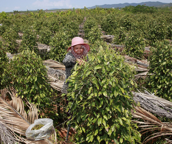 Pfefferrispenernte in Kampot