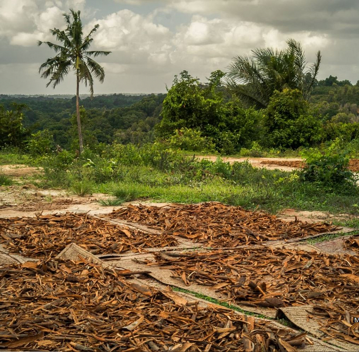 Ceylon Zimt Trocknung der Rinde